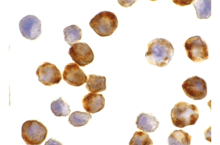 Immunohistochemistry - Apaf-1 Monoclonal Antibody from Signalway Antibody (26001) - Antibodies.com