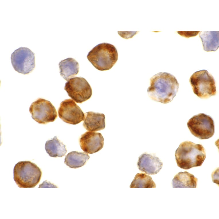 Immunohistochemistry - Apaf-1 Monoclonal Antibody from Signalway Antibody (26001) - Antibodies.com