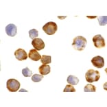 Immunohistochemistry - Apaf-1 Monoclonal Antibody from Signalway Antibody (26001) - Antibodies.com