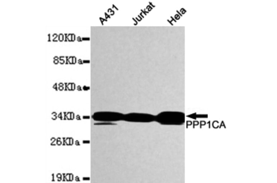 Western blot - PPP1CA Monoclonal Antibody from Signalway Antibody (27087) - Antibodies.com