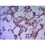 PPP1CA Monoclonal Antibody from Signalway Antibody (27087) - Antibodies.com