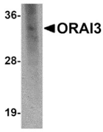 Western blot - ORAI3 Monoclonal Antibody from Signalway Antibody (26028) - Antibodies.com