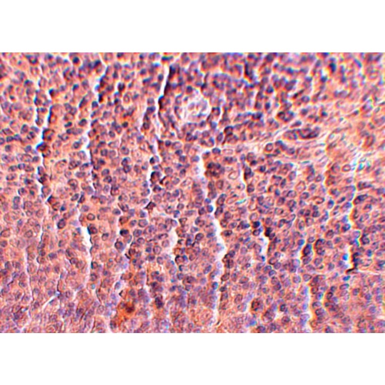 Immunohistochemistry - ORAI3 Monoclonal Antibody from Signalway Antibody (26028) - Antibodies.com