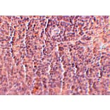 Immunohistochemistry - ORAI3 Monoclonal Antibody from Signalway Antibody (26028) - Antibodies.com