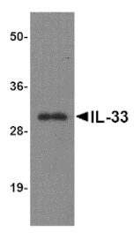 Western blot - IL-33 Monoclonal Antibody from Signalway Antibody (26032) - Antibodies.com