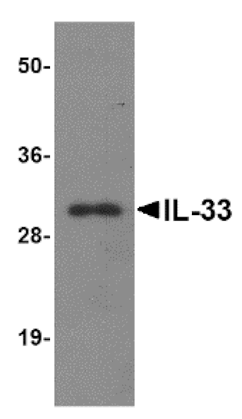 Western blot - IL-33 Monoclonal Antibody from Signalway Antibody (26032) - Antibodies.com