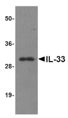 Western blot - IL-33 Monoclonal Antibody from Signalway Antibody (26032) - Antibodies.com