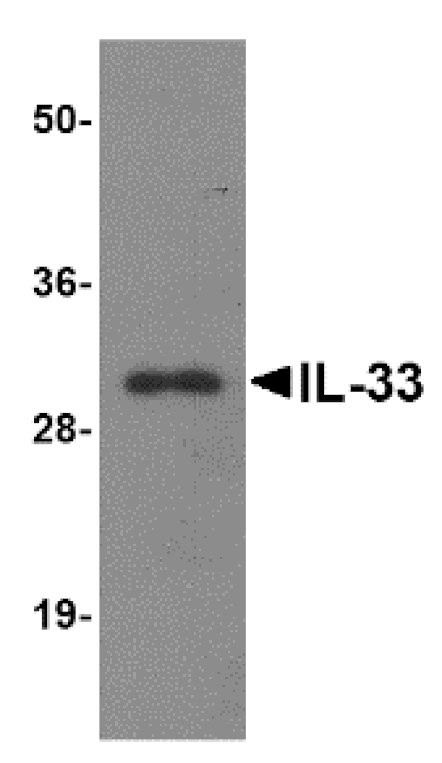 Western blot - IL-33 Monoclonal Antibody from Signalway Antibody (26032) - Antibodies.com