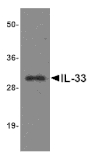 Western blot - IL-33 Monoclonal Antibody from Signalway Antibody (26032) - Antibodies.com