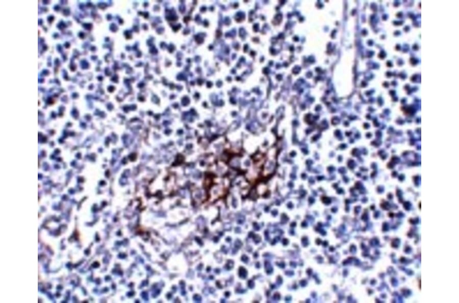 Immunohistochemistry - IL-33 Monoclonal Antibody from Signalway Antibody (26032) - Antibodies.com