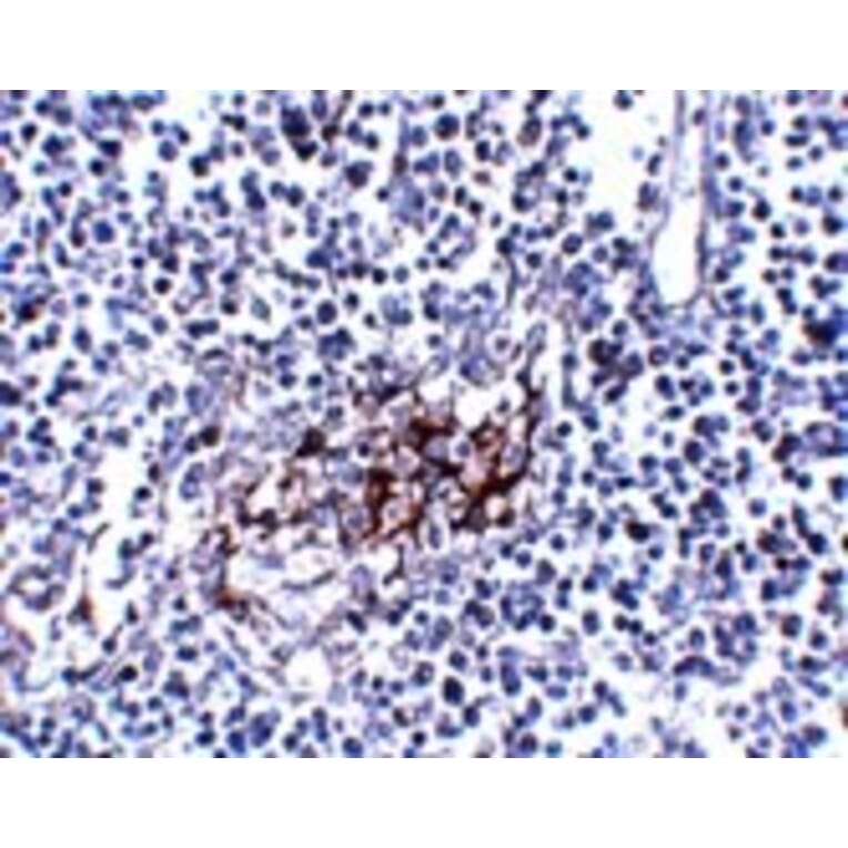 Immunohistochemistry - IL-33 Monoclonal Antibody from Signalway Antibody (26032) - Antibodies.com