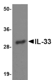 Western blot - IL-33 Monoclonal Antibody from Signalway Antibody (26033) - Antibodies.com