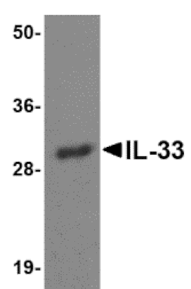 Western blot - IL-33 Monoclonal Antibody from Signalway Antibody (26033) - Antibodies.com
