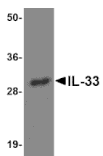 Western blot - IL-33 Monoclonal Antibody from Signalway Antibody (26033) - Antibodies.com
