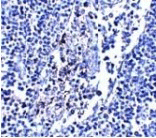 Immunohistochemistry - IL-33 Monoclonal Antibody from Signalway Antibody (26033) - Antibodies.com