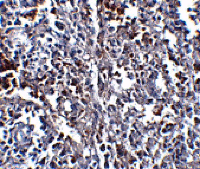 Immunohistochemistry - ORAI1 Monoclonal Antibody from Signalway Antibody (26038) - Antibodies.com