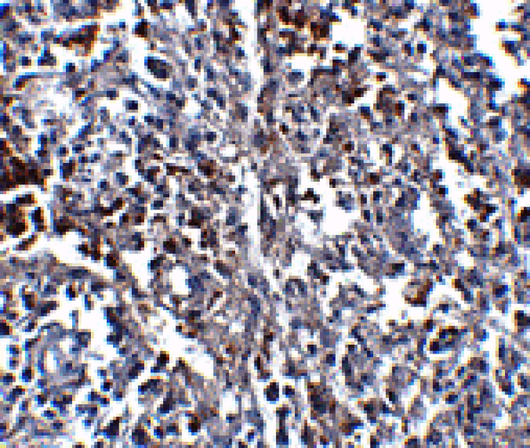 Immunohistochemistry - ORAI1 Monoclonal Antibody from Signalway Antibody (26038) - Antibodies.com