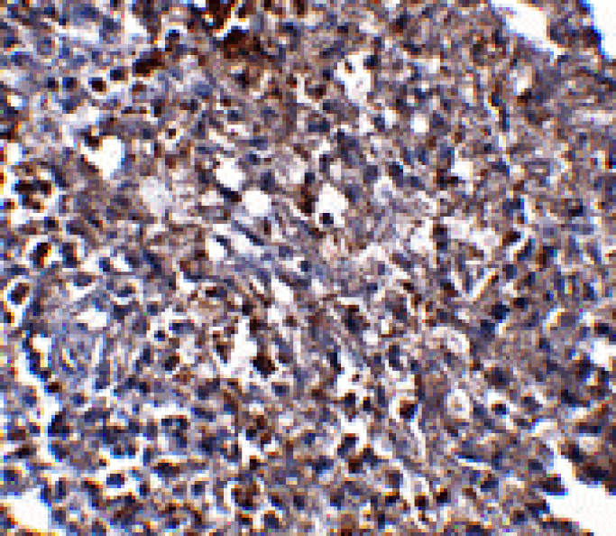 Immunohistochemistry - ORAI1 Monoclonal Antibody from Signalway Antibody (26039) - Antibodies.com