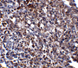 Immunohistochemistry - ORAI1 Monoclonal Antibody from Signalway Antibody (26039) - Antibodies.com