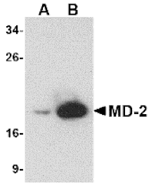 Western blot - MD-2 Monoclonal Antibody from Signalway Antibody (26026) - Antibodies.com