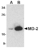 Western blot - MD-2 Monoclonal Antibody from Signalway Antibody (26026) - Antibodies.com