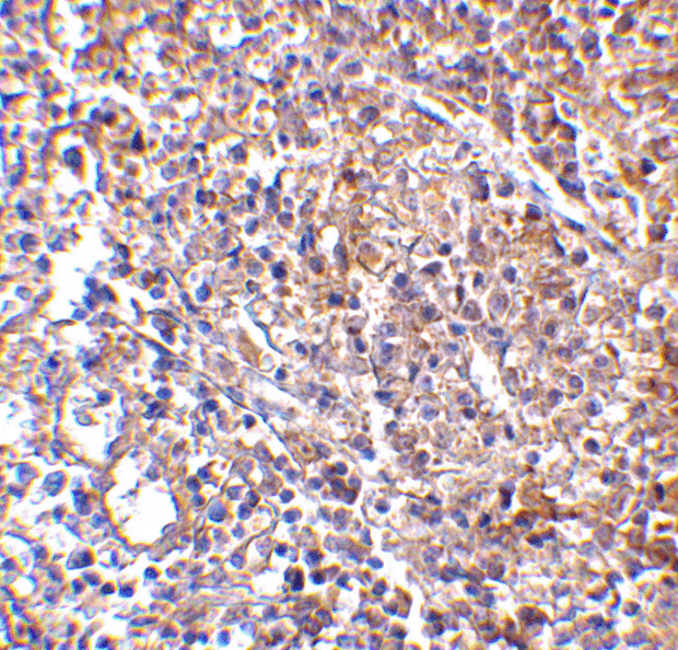 Immunohistochemistry - MD-2 Monoclonal Antibody from Signalway Antibody (26026) - Antibodies.com
