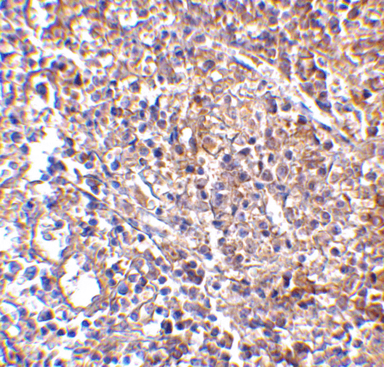 Immunohistochemistry - MD-2 Monoclonal Antibody from Signalway Antibody (26026) - Antibodies.com