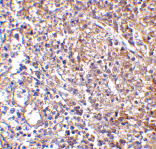 Immunohistochemistry - MD-2 Monoclonal Antibody from Signalway Antibody (26026) - Antibodies.com