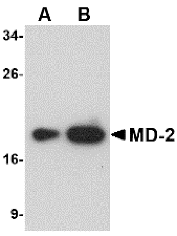 Western blot - MD-2 Monoclonal Antibody from Signalway Antibody (26027) - Antibodies.com