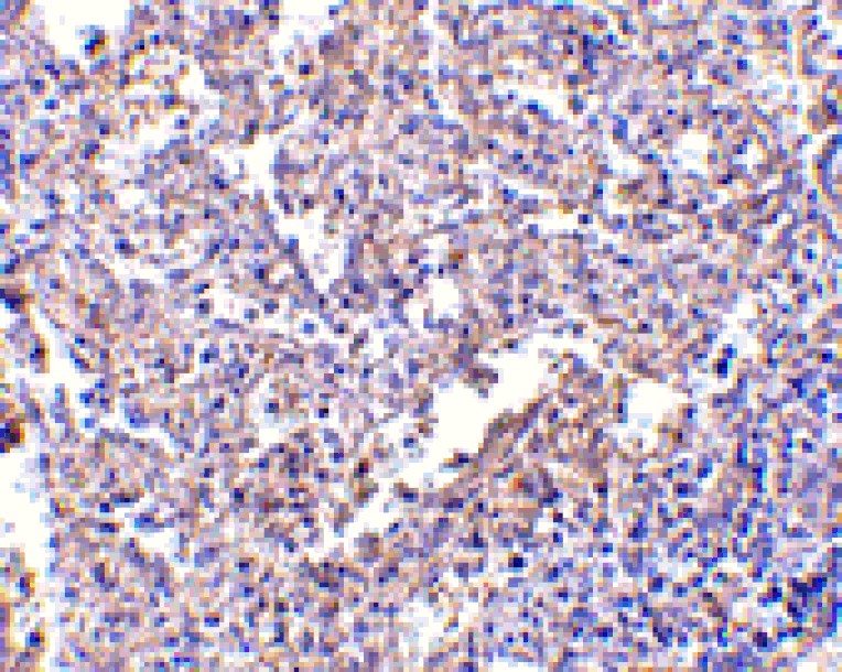 Immunohistochemistry - MD-2 Monoclonal Antibody from Signalway Antibody (26027) - Antibodies.com