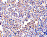 Immunohistochemistry - MD-2 Monoclonal Antibody from Signalway Antibody (26027) - Antibodies.com