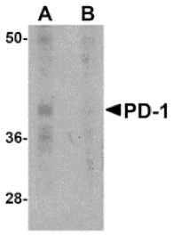 Western blot - PD-1 Monoclonal Antibody from Signalway Antibody (26034) - Antibodies.com