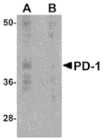 Western blot - PD-1 Monoclonal Antibody from Signalway Antibody (26034) - Antibodies.com