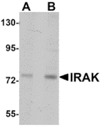 Western blot - IRAK Monoclonal Antibody from Signalway Antibody (26040) - Antibodies.com