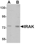 Western blot - IRAK Monoclonal Antibody from Signalway Antibody (26040) - Antibodies.com