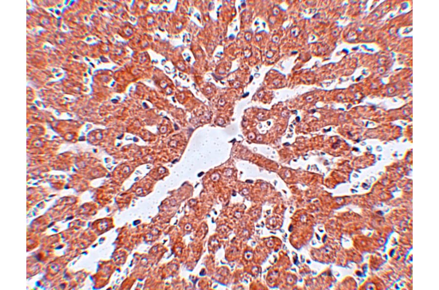 Immunohistochemistry - IRAK Monoclonal Antibody from Signalway Antibody (26040) - Antibodies.com