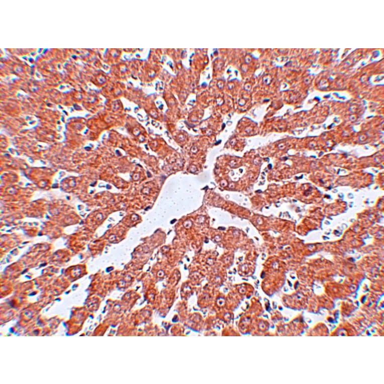 Immunohistochemistry - IRAK Monoclonal Antibody from Signalway Antibody (26040) - Antibodies.com