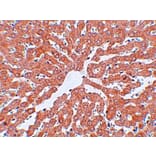 Immunohistochemistry - IRAK Monoclonal Antibody from Signalway Antibody (26040) - Antibodies.com