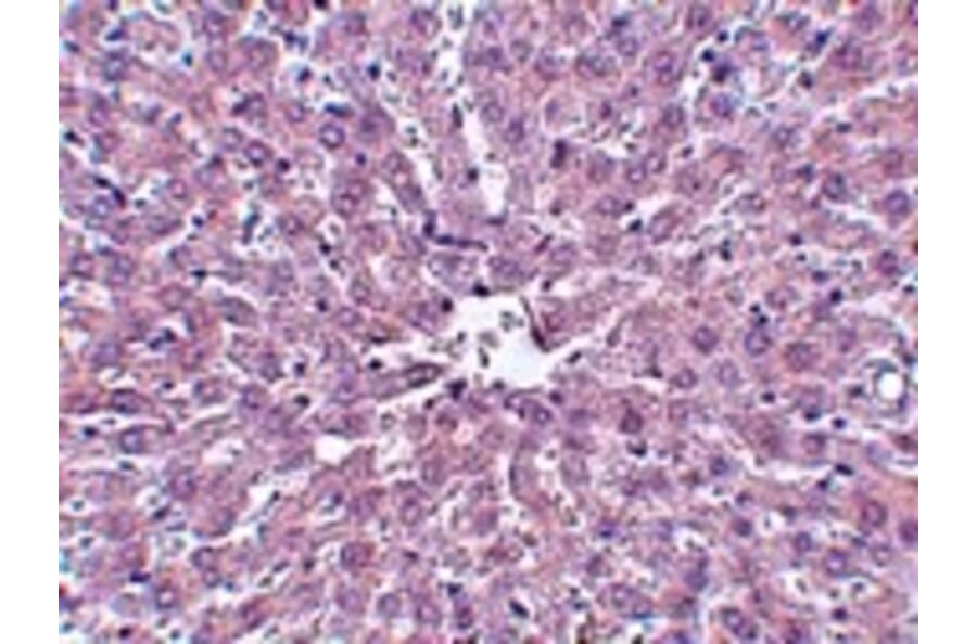 Immunohistochemistry - IRAK Monoclonal Antibody from Signalway Antibody (26041) - Antibodies.com