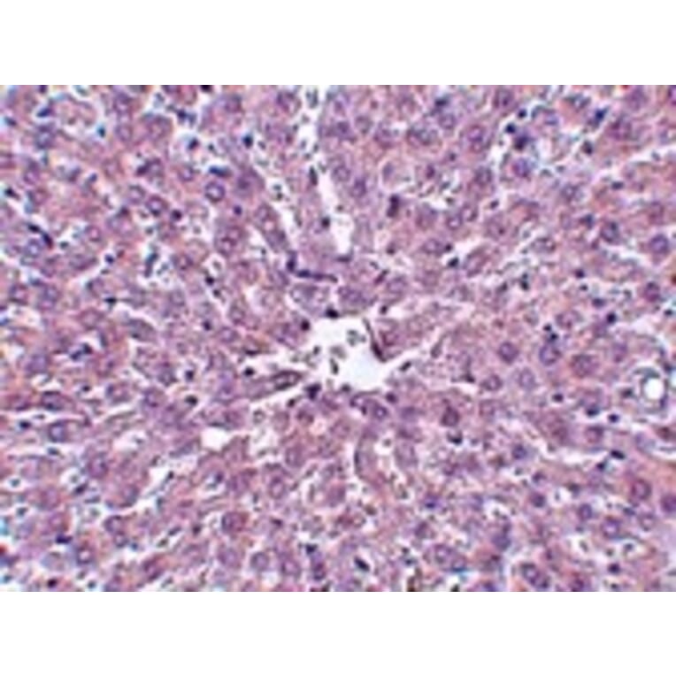 Immunohistochemistry - IRAK Monoclonal Antibody from Signalway Antibody (26041) - Antibodies.com