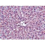 Immunohistochemistry - IRAK Monoclonal Antibody from Signalway Antibody (26041) - Antibodies.com