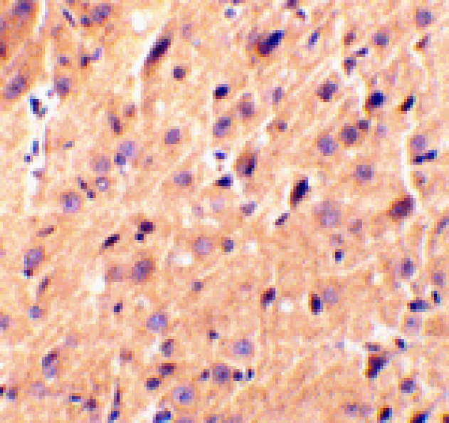 Immunohistochemistry - Precerebellin Antibody from Signalway Antibody (24340) - Antibodies.com
