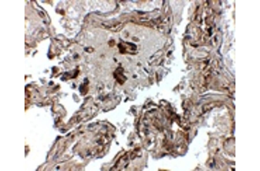 Immunohistochemistry - Transthyretin Antibody from Signalway Antibody (24890) - Antibodies.com