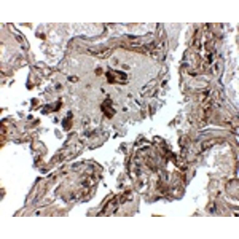 Immunohistochemistry - Transthyretin Antibody from Signalway Antibody (24890) - Antibodies.com