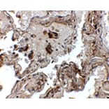 Immunohistochemistry - Transthyretin Antibody from Signalway Antibody (24890) - Antibodies.com
