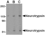 Western blot - Neurotrypsin Antibody from Signalway Antibody (24518) - Antibodies.com