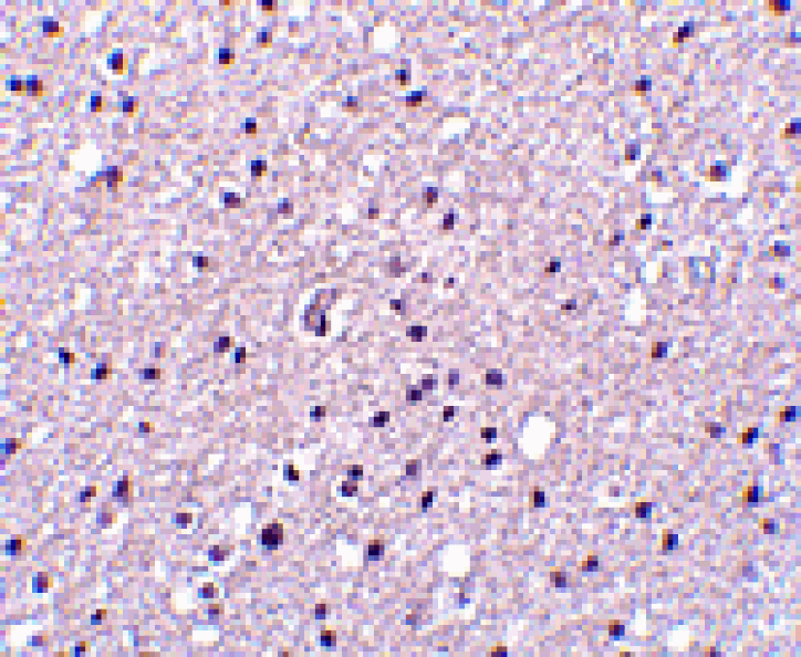 Immunohistochemistry - Neurotrypsin Antibody from Signalway Antibody (24518) - Antibodies.com