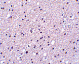 Immunohistochemistry - Neurotrypsin Antibody from Signalway Antibody (24518) - Antibodies.com