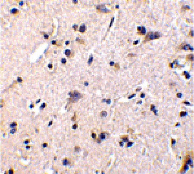Immunohistochemistry - GFR alpha 1 Antibody from Signalway Antibody (24019) - Antibodies.com