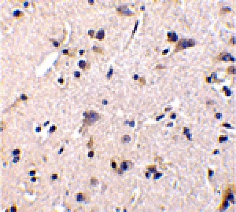 Immunohistochemistry - GFR alpha 1 Antibody from Signalway Antibody (24019) - Antibodies.com